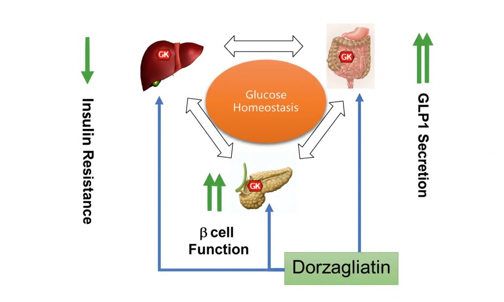 Dorzagliatin e a restauração da função das células beta: confirmado de dados e estudos de futuro na diabetes tipo 1
